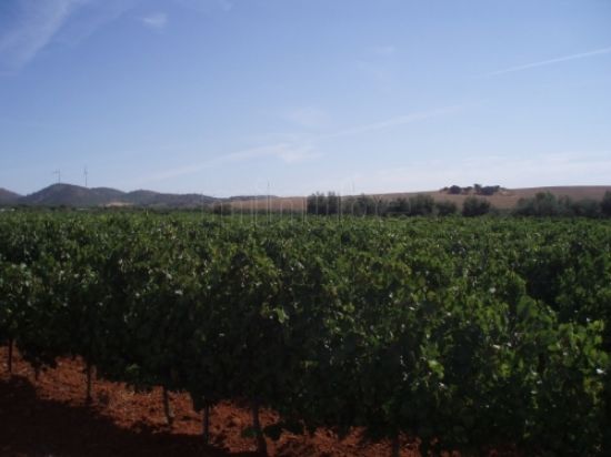 Picture of Winery in Ribera de Duero, Spain