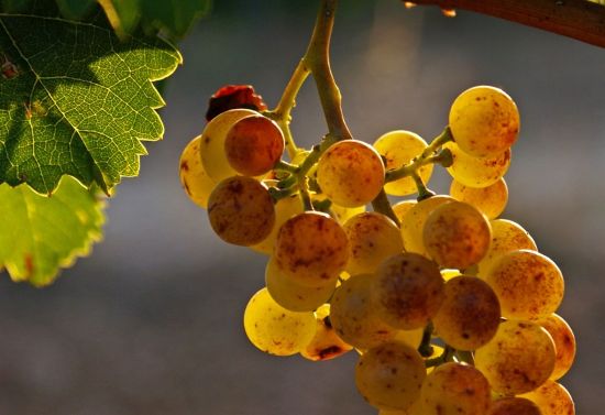 Picture of Winery with 19 hectares of vineyard, Spain