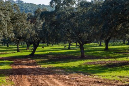 Picture of Finca in Cordoba