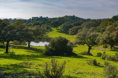 Picture of Finca in Cordoba