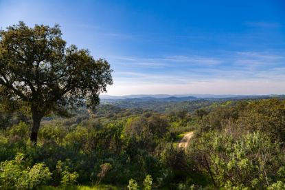 Picture of Finca in Cordoba